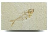 Bargain, Detailed Fossil Fish (Diplomystus) - Wyoming #349614-1